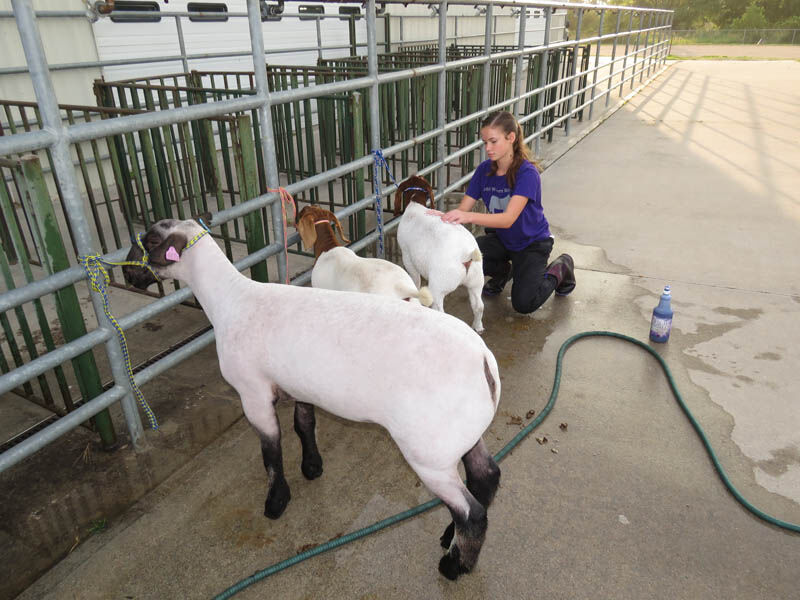 Sheep, goats, Justine Pope, Ravenna